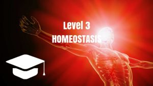 David Fleming Applied Movement Neurology Academy Tier 3 Courses Level 3 Certification Homeostasis