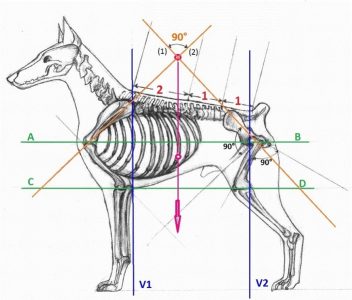 Dr Evgenij Yerusalimsky BioMechanical Model and Harmony in Dog Structure seminar