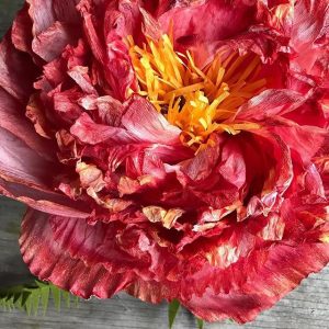 Amity Katharine Libby - Paper Peony Two Ways