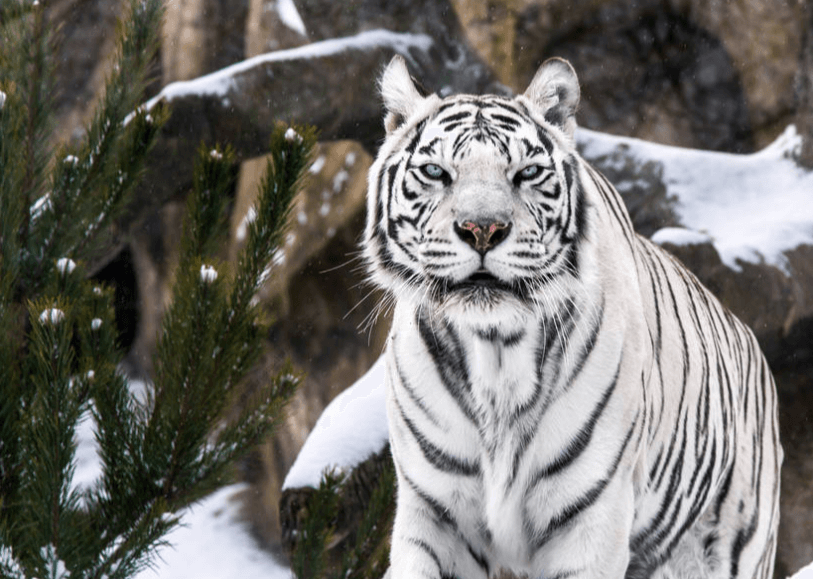 White Tigress Society - Tiger's Waist