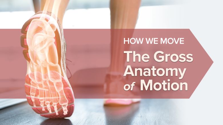 Elizabeth Murray - How We Move - The Gross Anatomy of Motion