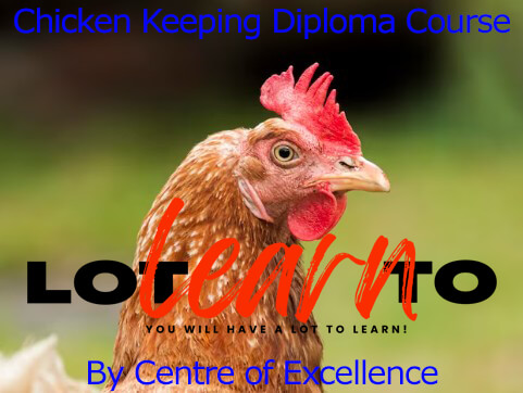 Centre of Excellence - Chicken Keeping Diploma Course